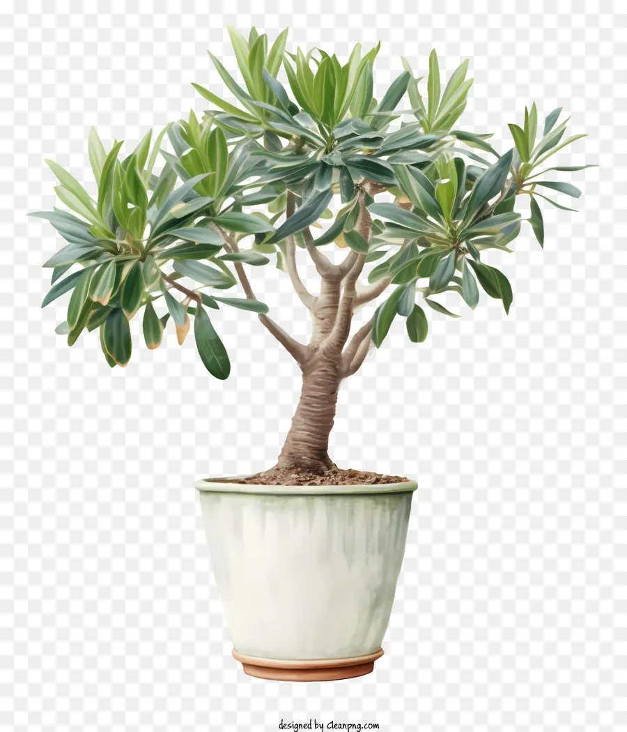 Jade Planta，Dinheiro Planta PNG