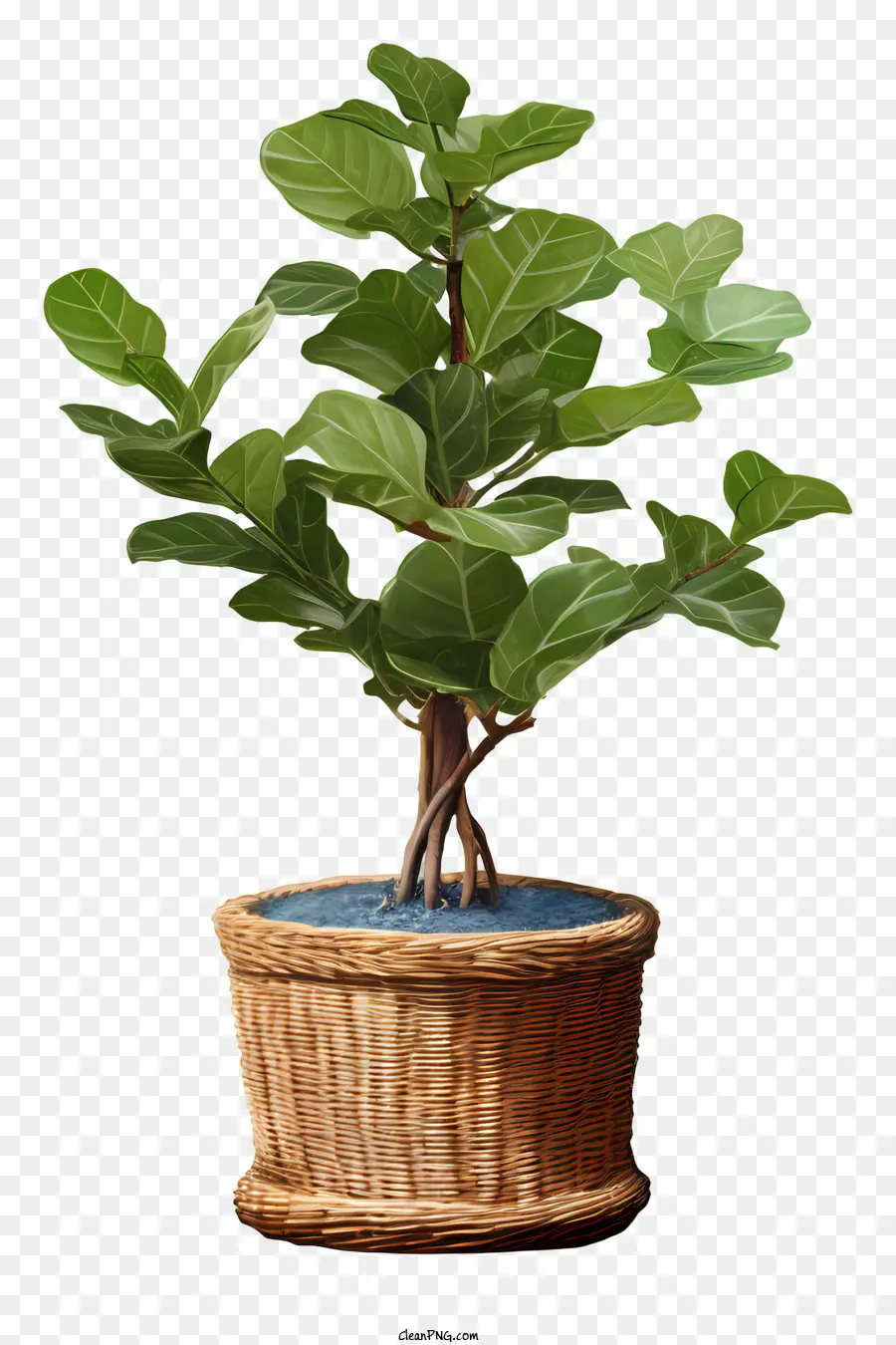 árvore De Ficus，Cesta De Vime PNG