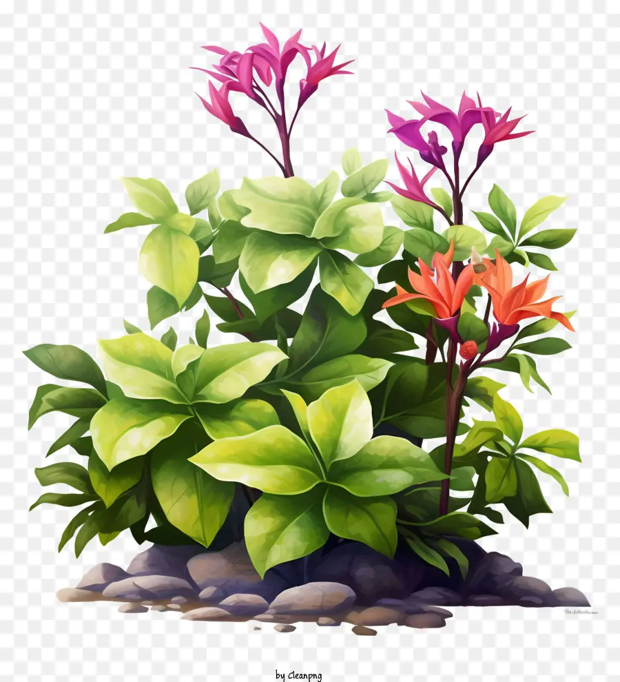 Flores，Plantas PNG