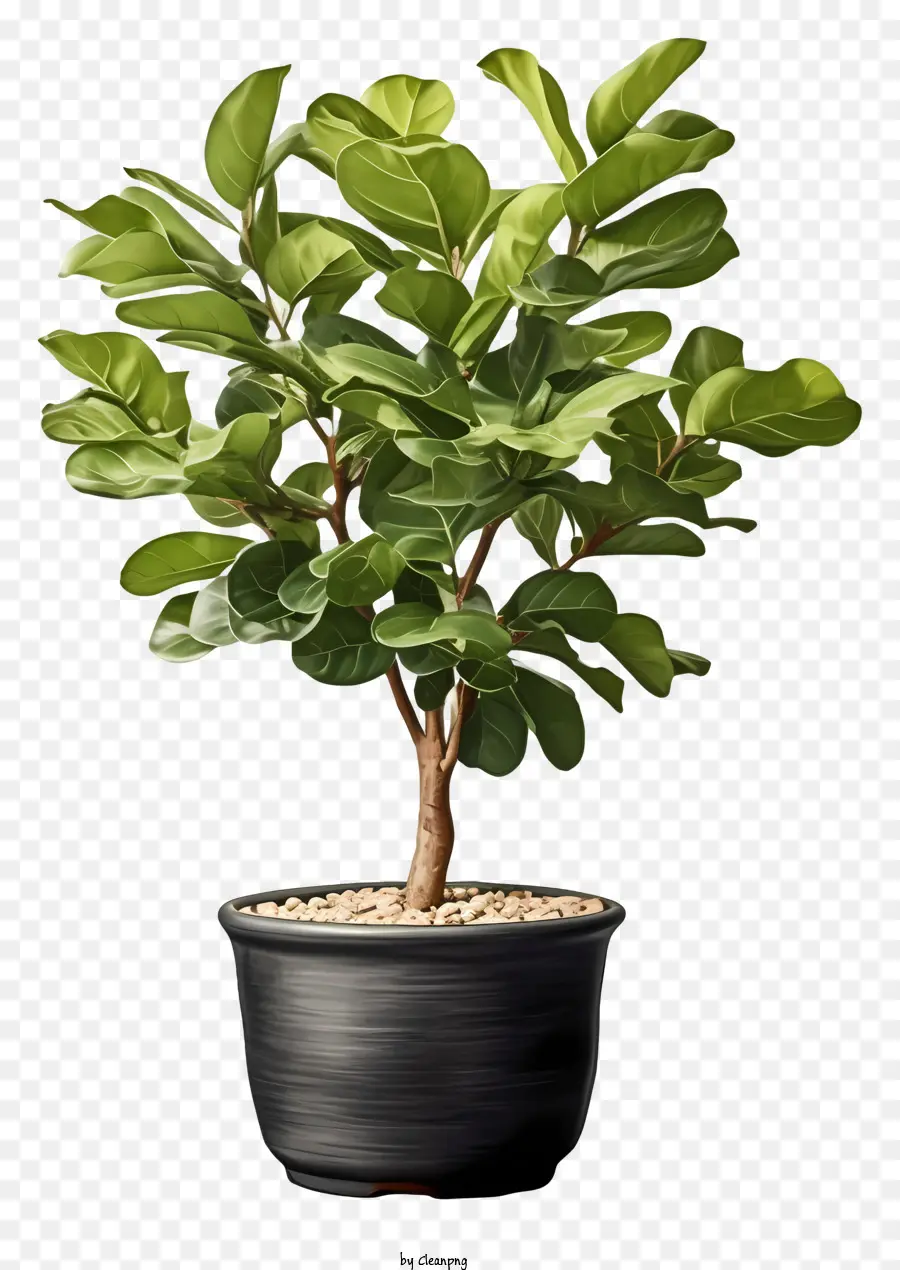 Uma árvore Bonsai，Preto Pote PNG