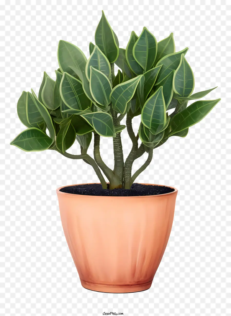 Planta Em Vaso De Terracota，Folhas Verdes PNG