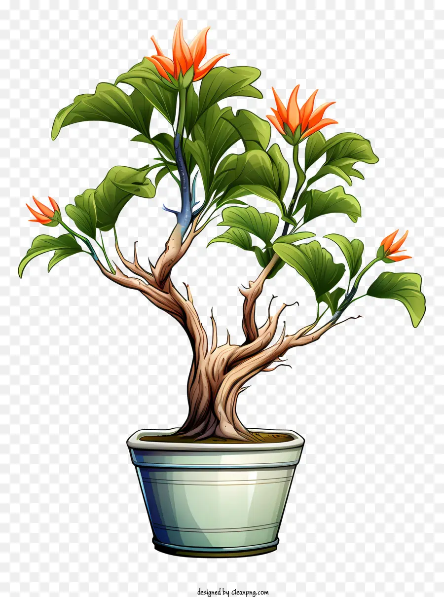 Uma árvore Bonsai，Pote PNG