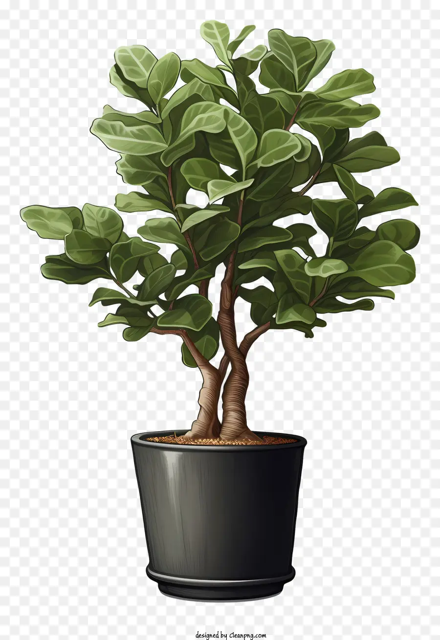 árvore De Ficus，Preto Pote PNG