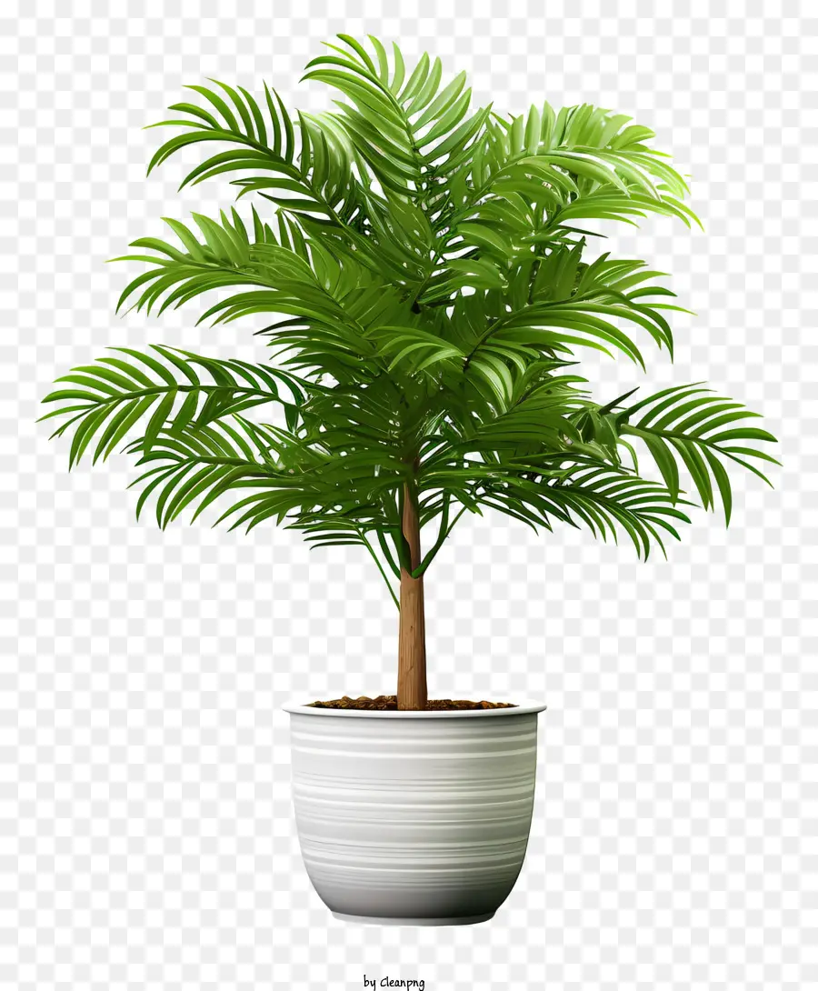 Palmeira，Planta Em Vaso Verde PNG