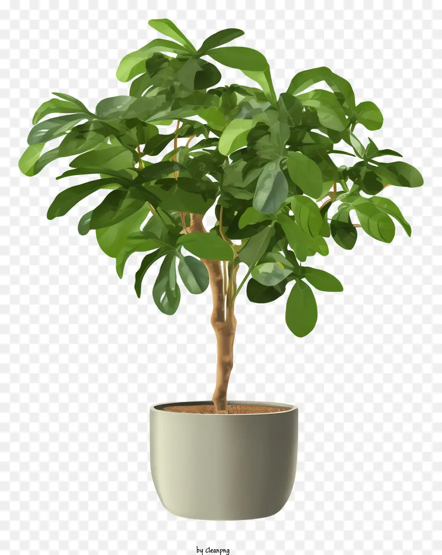 Planta Pequena，Planta Em Vaso PNG