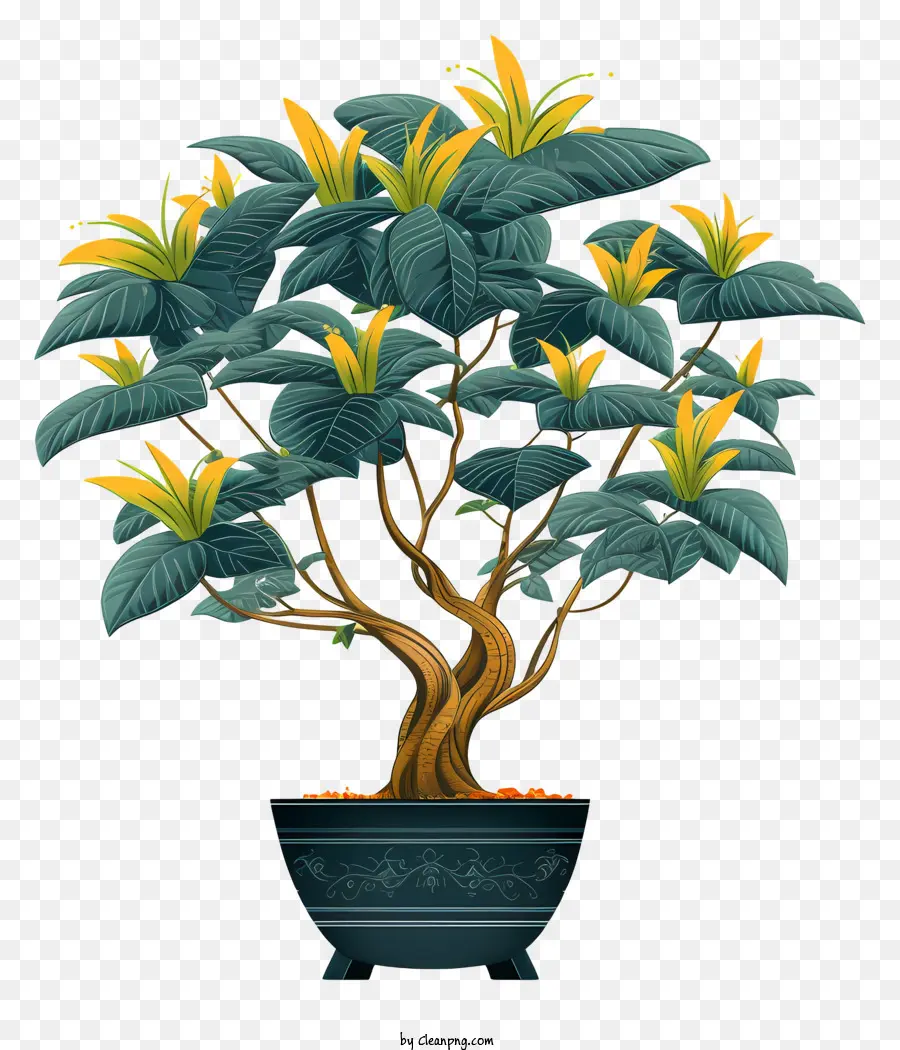 Uma árvore Bonsai，Grandes Folhas De Cor Verde PNG
