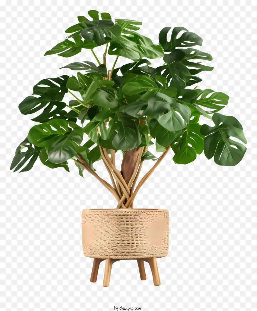 Planta Monstro，Plantar PNG