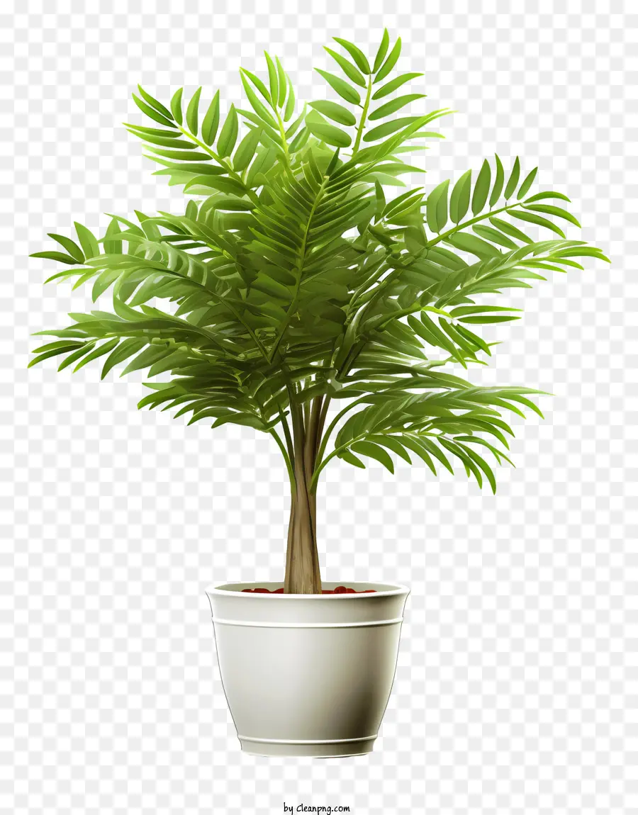 Planta De Vaso，Branco Pote PNG