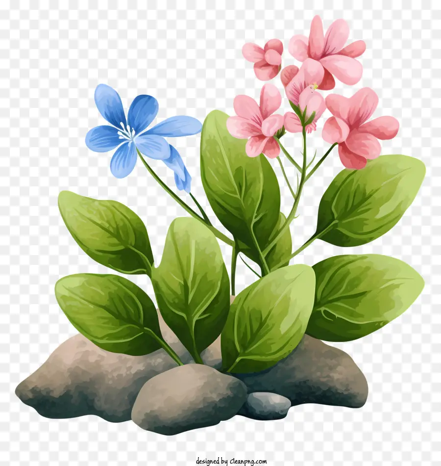 Flores Rosa E Azul，Folhas E Pedras Verdes PNG