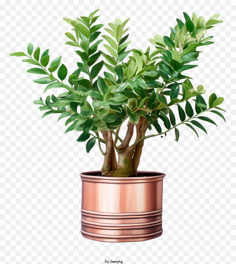 Planta，Plantador De Cobre PNG