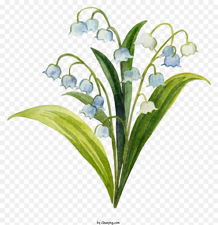 Pintura Em Aquarela，Flor De Bluebell PNG