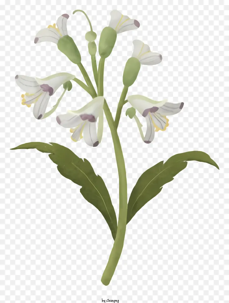 Flor Branca，Haste PNG