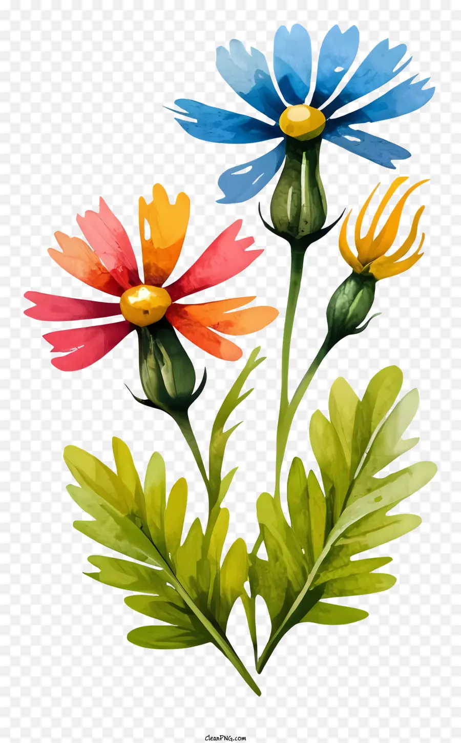 Flores，Multicolorida PNG