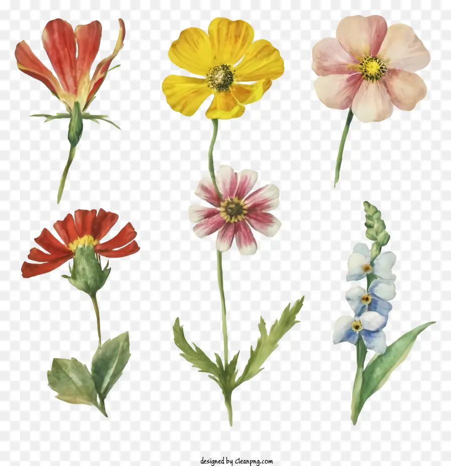Flores Silvestres Coloridas，Grupo De Flores PNG