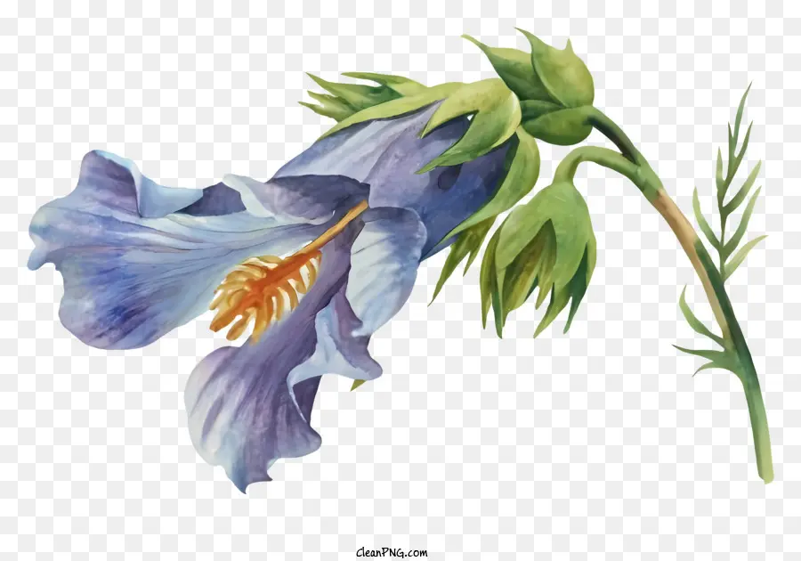 Pintura，Flor Azul PNG