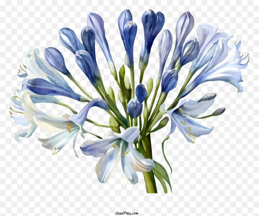 Azul Hortênsia，Flores Brancas PNG