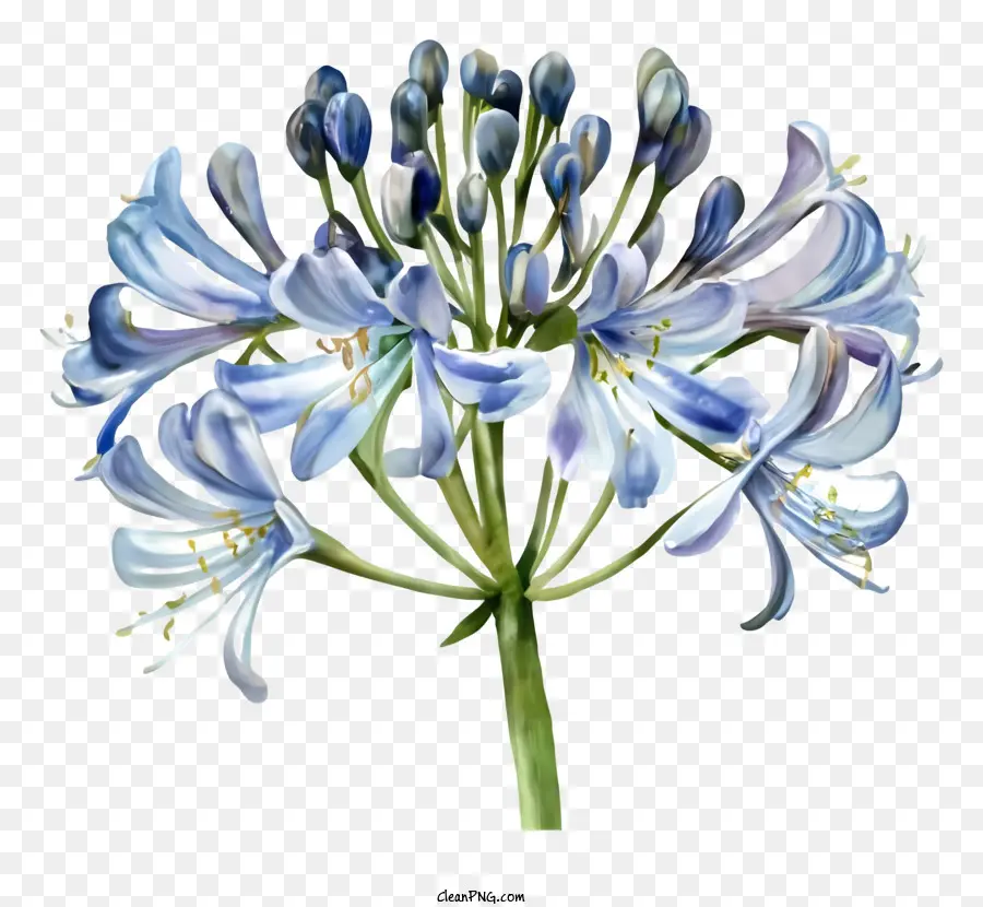 Aglai Azul，Pintura Das Flores PNG