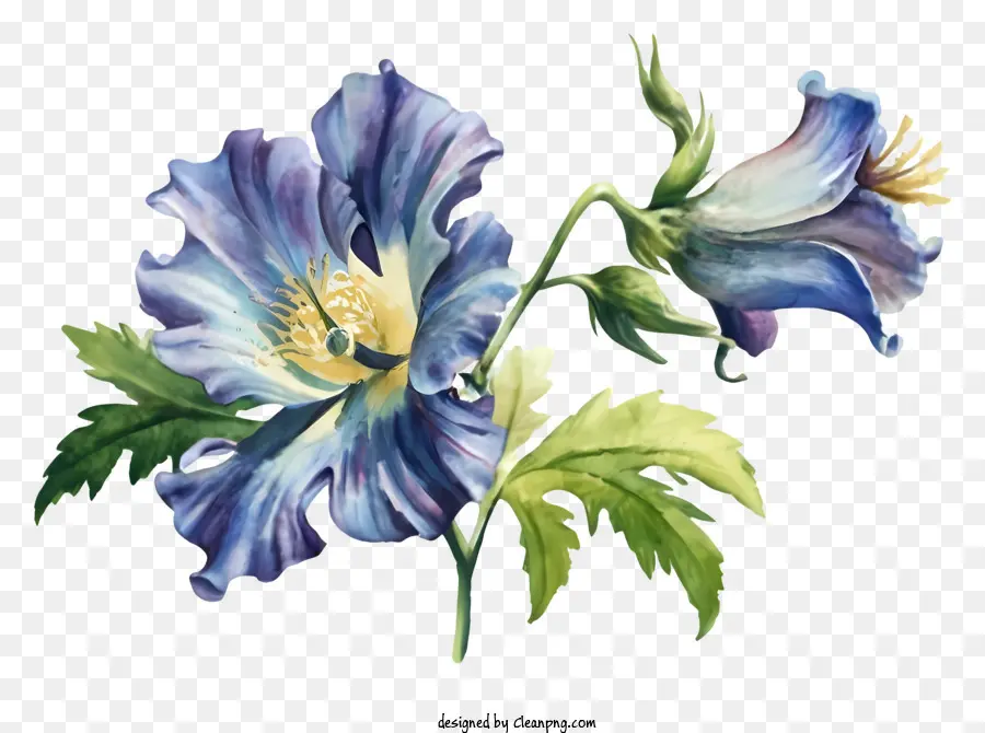 Pintura Das Flores，Flor Azul E Branca PNG