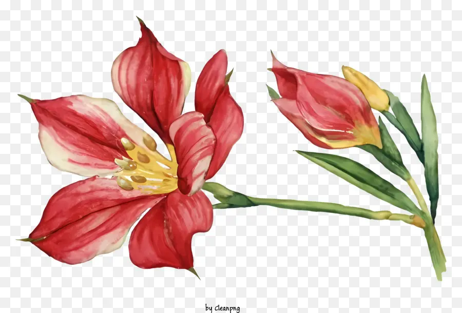 Flores Florescendo，Flor Vermelha E Rosa PNG