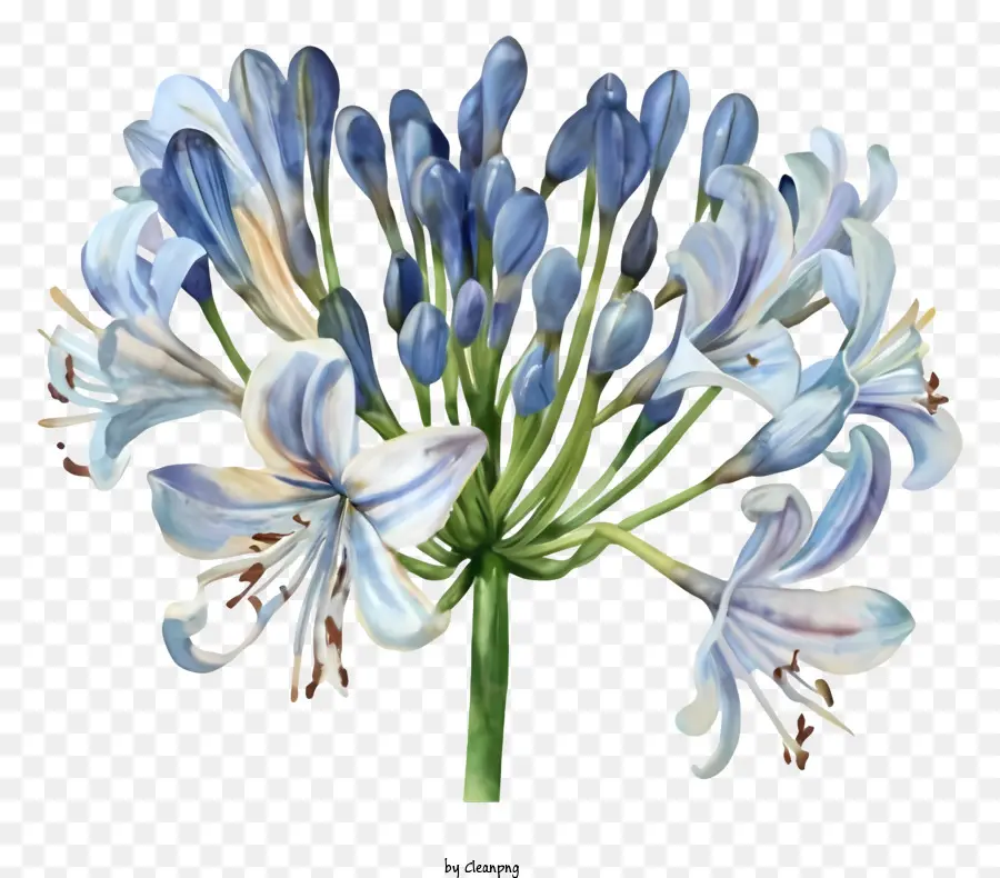 íris Azul，Pintura Das Flores PNG