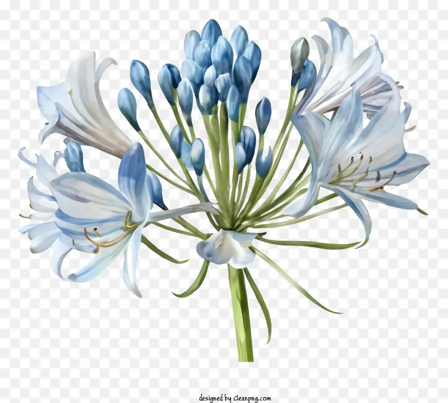 Flor Azul De Lírio，Lírio Branco Flor PNG