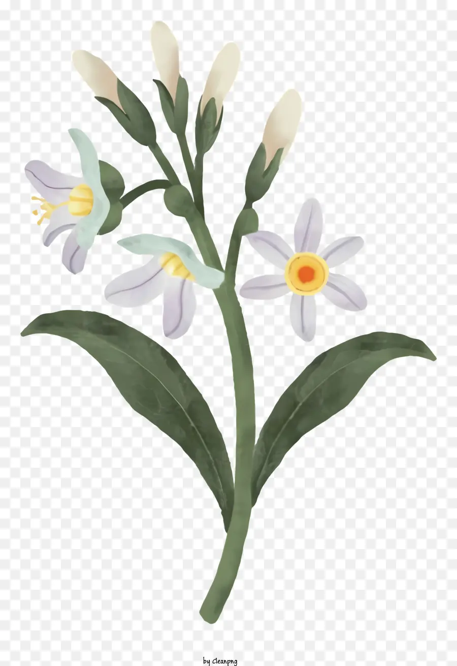 Buquê，Pequenas Flores Brancas PNG