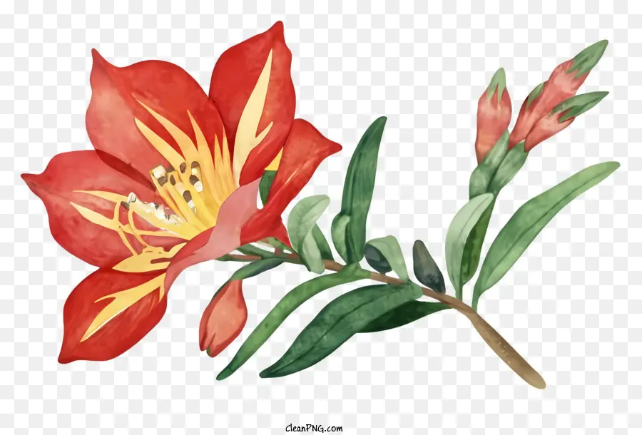Flor Vermelha，Flor Amarela PNG
