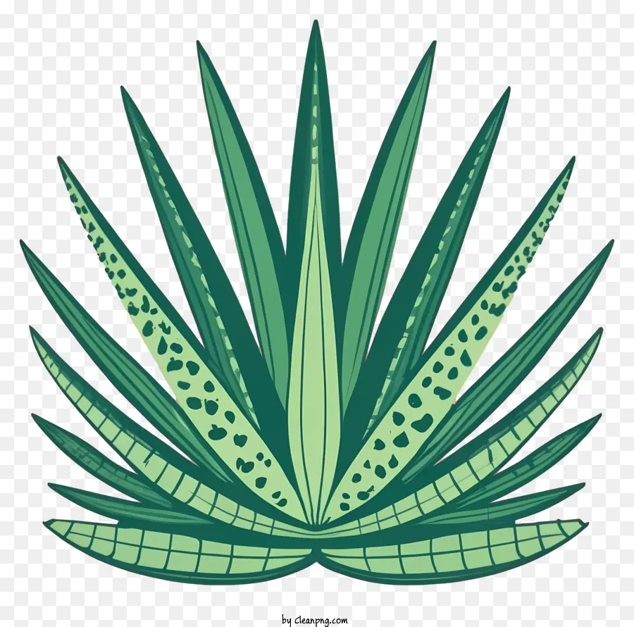 Planta Verde，Cactus PNG