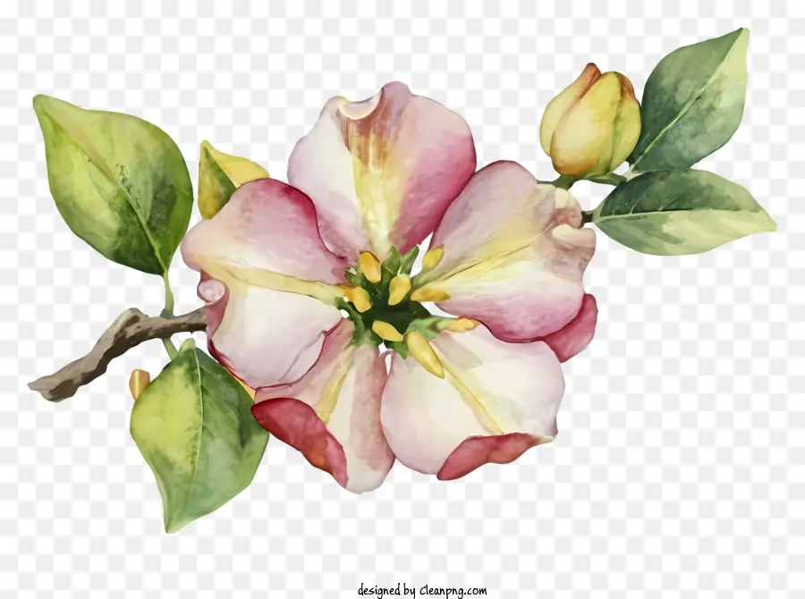 Pintura De Flor Rosa，Flores Cor De Rosa PNG