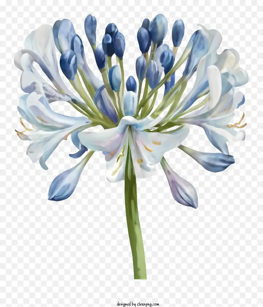 Pintura Em Aquarela，Flor Azul E Branca PNG