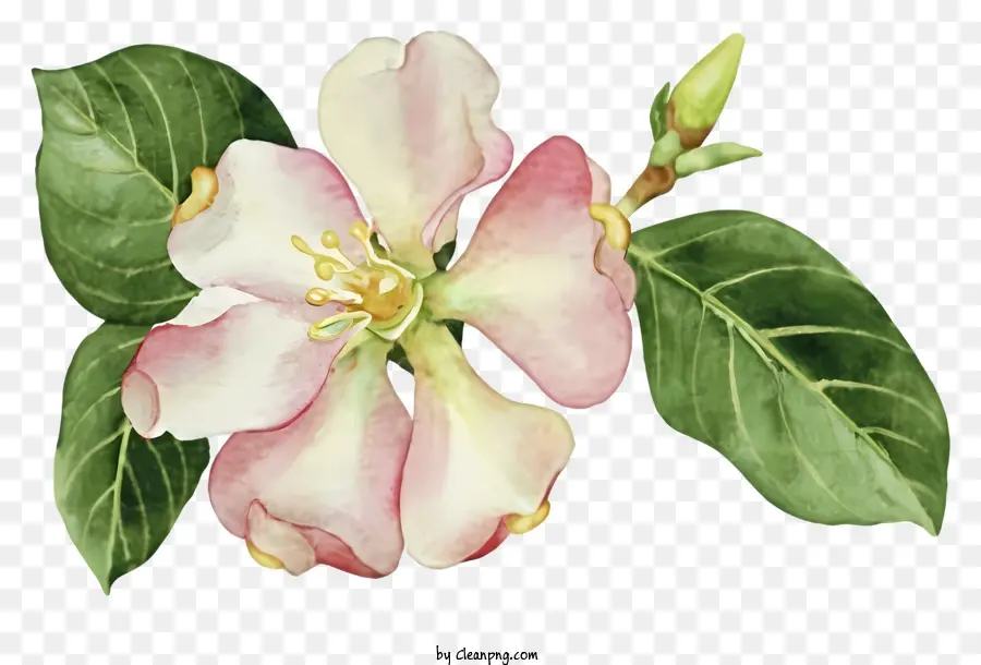 Blossom De Maçã Rosa，Pintura Das Flores PNG