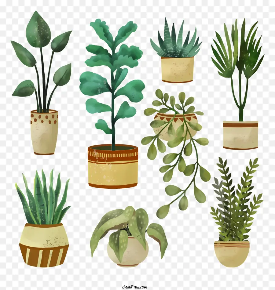 Vasos De Plantas，Plantas Verdes PNG