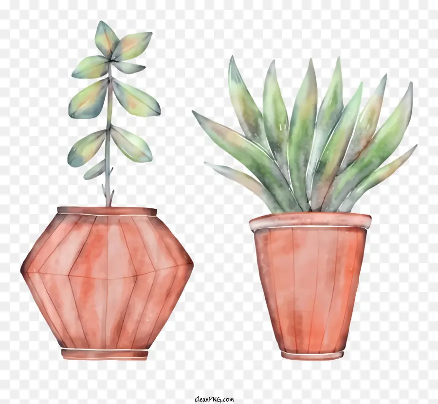 Vasos De Plantas，Suculenta Planta PNG
