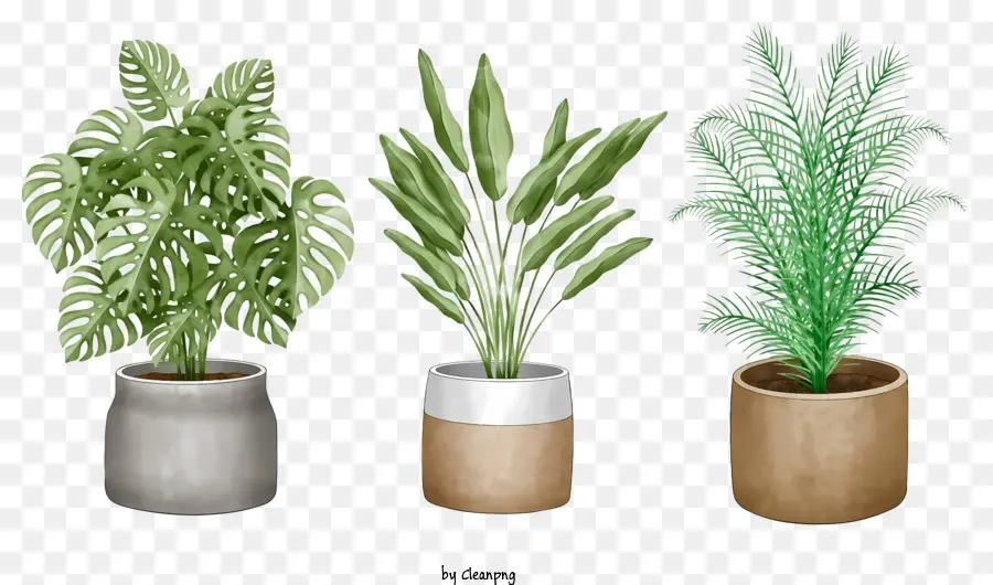 Plantas Em Vasos，Jardinagem Interior PNG
