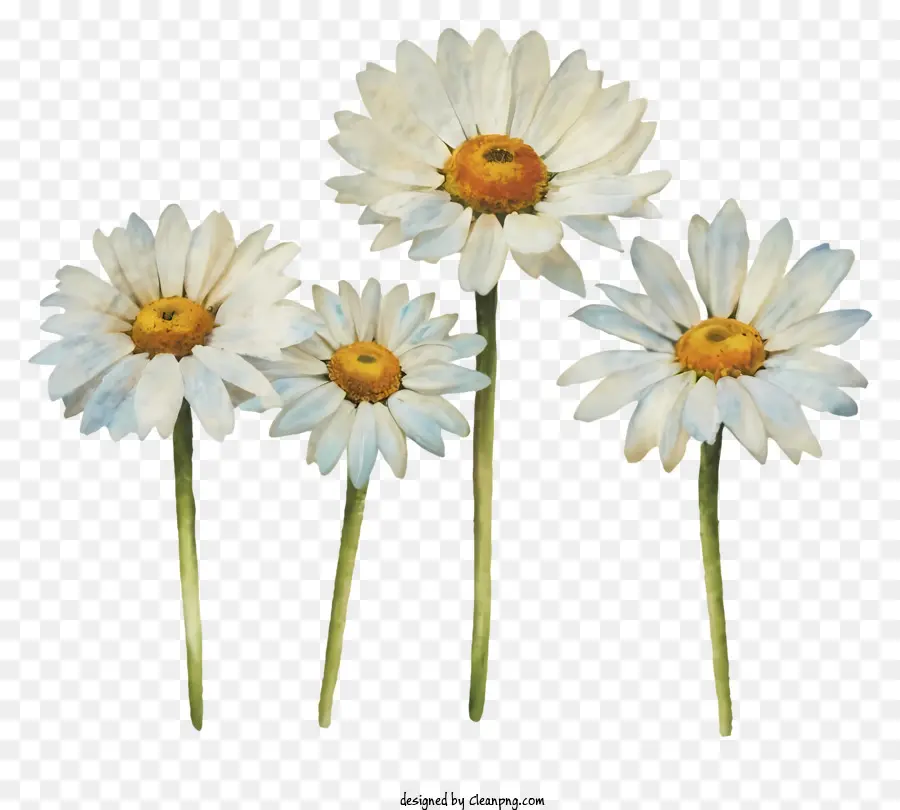 Daisies Brancos，Flores PNG