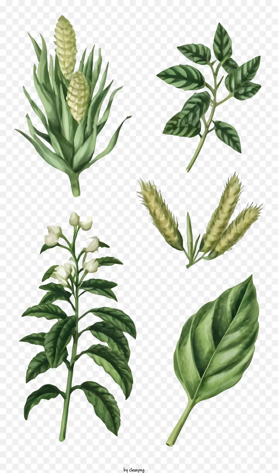 Plantas，Verde PNG
