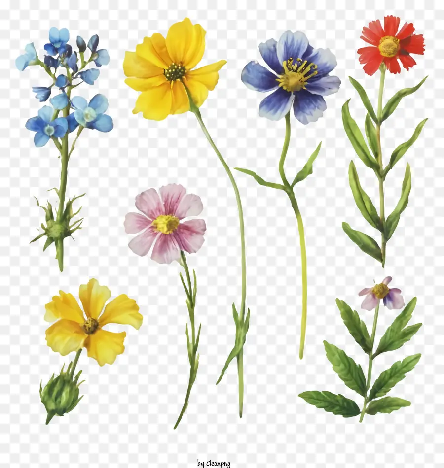 Merrill Fazenda，Flores Coloridas PNG