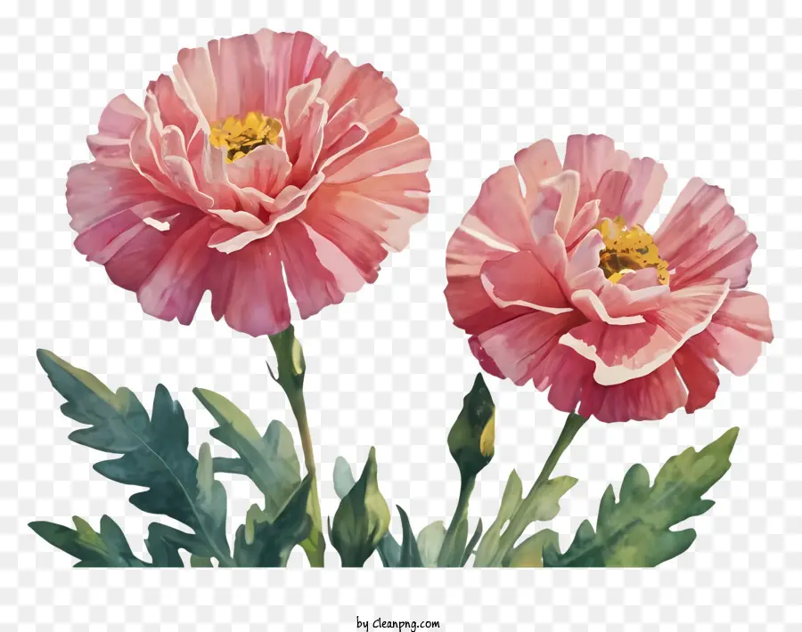 Flores Cor De Rosa，Black Background PNG