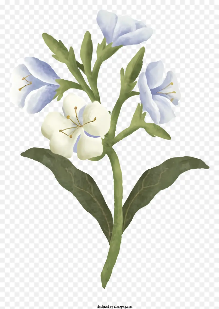 Flores Silvestres，Flor Branca E Azul PNG