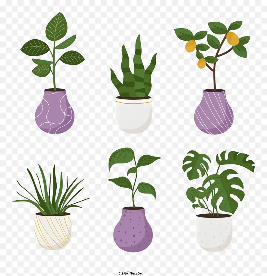 Vasos De Plantas，Deixa PNG