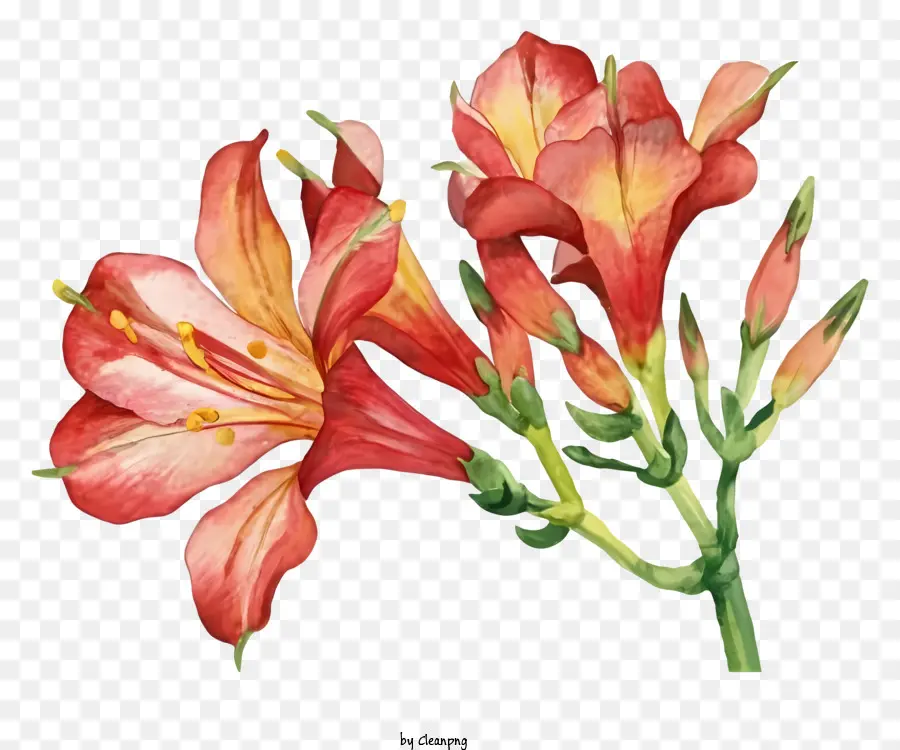 Lily Vermelha E Amarela，Flor Com Seis Pétalas PNG