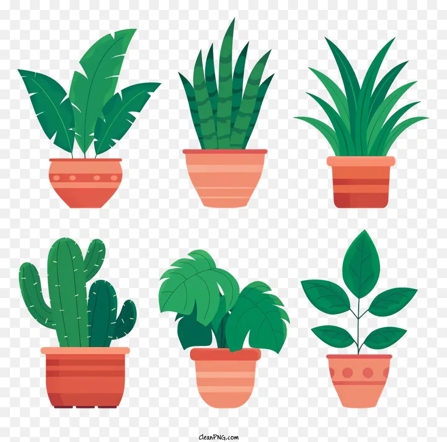 Plantas Em Vasos，Suculenta PNG