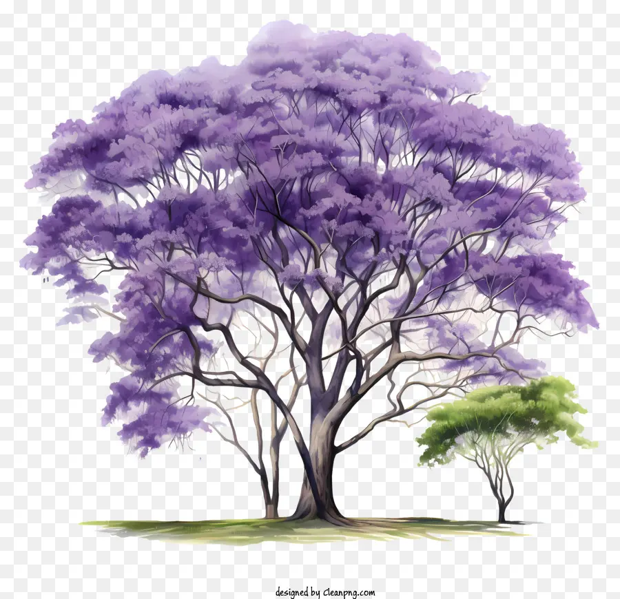árvore Púrpura，Folhas Verdes PNG