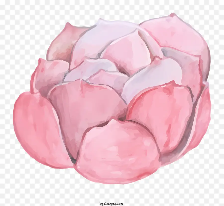 Aquarela Flor De Lótus，Lótus Rosa Com Centro Branco PNG