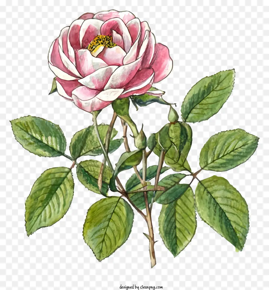 Rosa Rosa，Folhas PNG