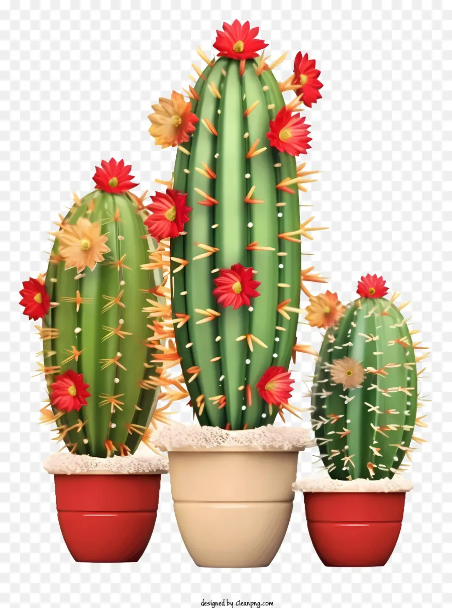 Plantas Cacti，Flores Vermelhas PNG