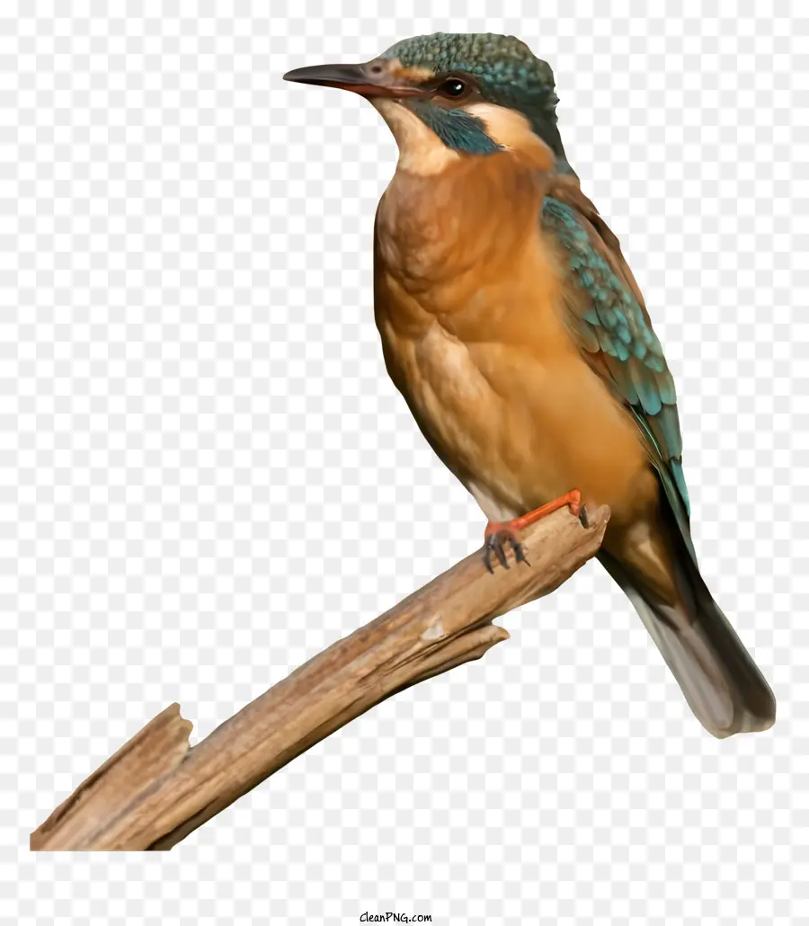 Aves，Pássaro Marrom PNG