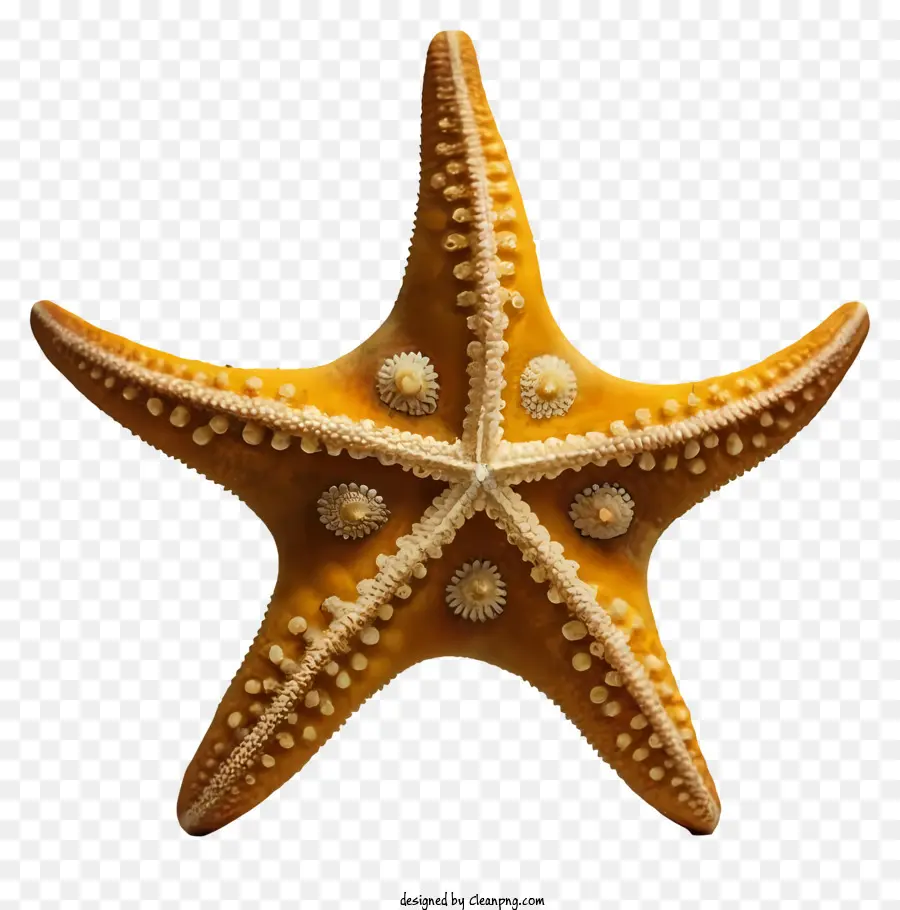 Estrela Do Mar，Estrelas Do Mar Amarelo PNG