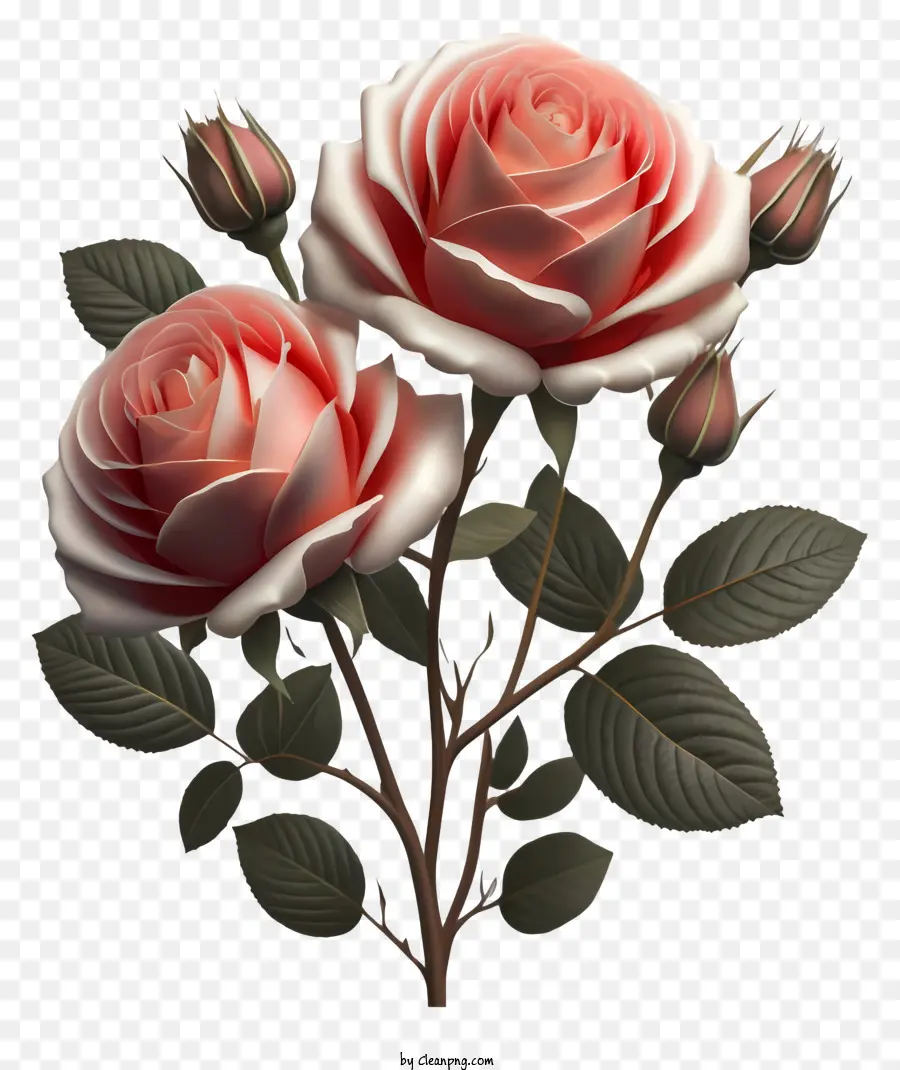 Rosas Cor De Rosa，Buquê PNG
