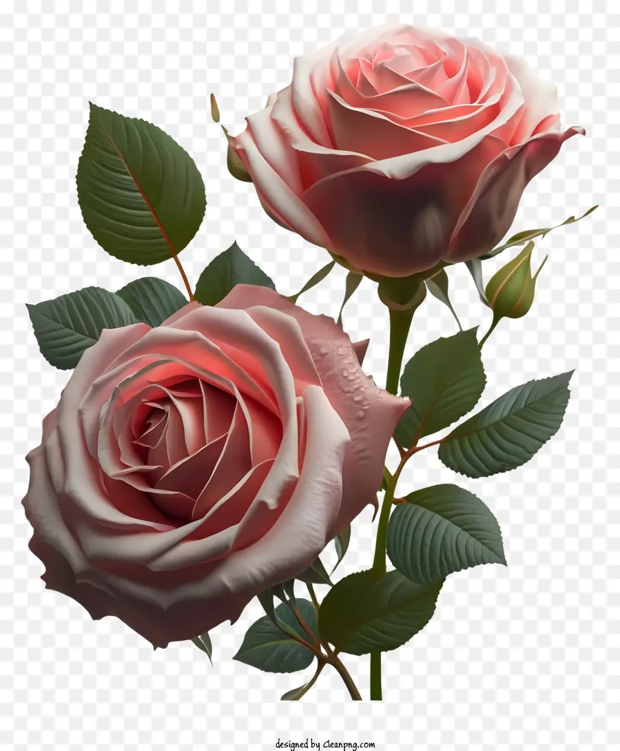 Modelos De Rosa 3d，Rosas Rosa E Branco PNG